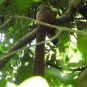 Cream-coloured Giant Squirrel, Ratufa affinis (Krung Ching Waterfall, Nakhon Si Thammarat - 14/7/20)