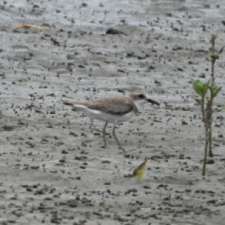 Greater Sand-plover (Paknam Prasae, Rayong - 27/9/20)