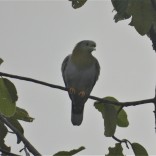 Yellow-footed Green Pigeon (Huai Kha Khaeng WS, Uthai Thani - 19/10/20)