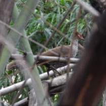 Kalij Pheasant -female (Phu Toei NP, Suphanburi - 20/10/20)