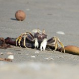 ghost crab sp. (Laem Pak Bia sandspit, Phetchaburi - 4/12/20)