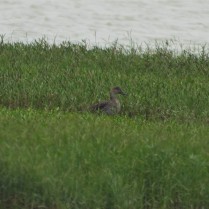 Northern Pintail - female (Duck and Ibis Lake, Phetchaburi - 1/12/19)