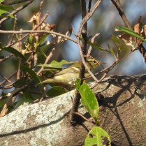 Yellow-browed Warbler (Rama IX Park, Bangkok - 13/1/21)