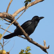 Large-billed Crow (Rama IX Park - 18/1/21)