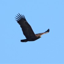 Greater Spotted Eagle (Pak Phli paddies, Nakhon Nayok - 11/2/21)
