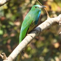 Blue-bearded Bee-eater (Khao Yai NP, Nakhon Nayok - 12/2/21)