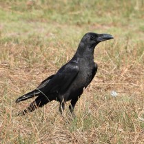 Large-billed Crow (Pak Phli paddies, Nakhon Nayok - 13/2/21)