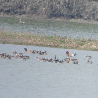 Eurasian Wigeon (Duck and Ibis Lake, Phetchaburi - 19/3/21)