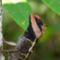 Forest Crested Lizard, Calotes emma (Kaeng Krachan NP, Phetchaburi - 20/3/21)