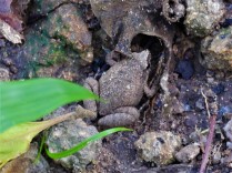 Mukhlesur's Narrow-mouthed Frog, Microhyla mukhlesuri (Khao Khieo-Khao Chomphu WS, Chonburi - 24/4/21)