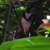 White-fronted Scops Owl (Kaeng Krachan NP, Phetchaburi - 16/6/21)