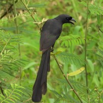 Racket-tailed Treepie (Sangkhlaburi, Kanchanaburi -29/6/21)