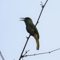 Blue-bearded Bee-eater (Sangkhlaburi, Kanchanaburi -29/6/21)