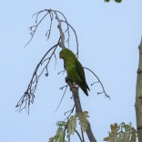 Vernal Hanging Parrot (Khao Laem NP, Kanchanaburi - 30/6/21)