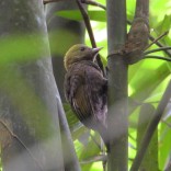 Bamboo Woodpecker (Khao Laem NP, Kanchanaburi - 30/6/21)