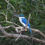 Collared Kingfisher (Pak Thale, Phetchaburi - 20/9/21)