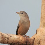 Chestnut-tailed Starling (Lat Krabang paddies, Bangkok - 10/10/21)