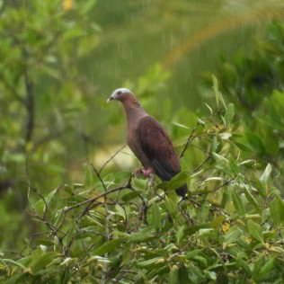 Pale-capped Pigeon (Ban Krut Beach, Prachuap Khiri Khan - 22/10/21)