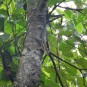 Western Striped Squirrel - Tamiops mcclellandi (Khao Khieo-Khao Chompu WS, Chonburi - 6/11/21)