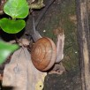 Siamese Common Snail, Cryptozona siamensis (Kaeng Krachan NP, Phetchaburi - 26/11/21)