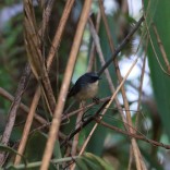 Slaty-blue Flycatcher - male (Doi Lang west, Doi Pha Hom Pok NP, Chiang Mai - 23/12/21)