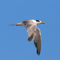 Great Crested Tern (Thai Gulf pelagic - 23/1/22)