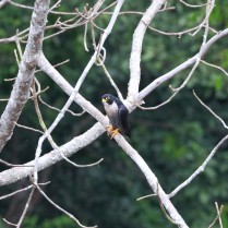 Peregrine Falcon (Khao Phra Viharn NP, Si Sa Ket (1/2/22)