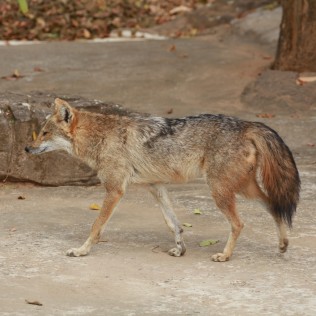 Indochinese Jackal, Canis aureus cruesemanni (Wat Khao Sala, Surin - 3/2/22)