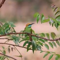 Green Bee-eater (Huai Yang Reservoir, Sa Kaeo - 4/2/22)