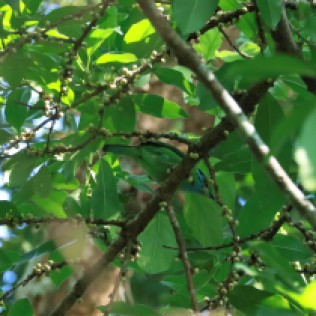 Blue-throated Barbet (Kaeng Krachan NP, Phetchaburi - 26/2/22)