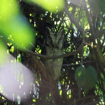 Collared Scops Owl (Baan Maka, Phetchaburi - 27/2/22)