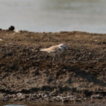White-faced Plover (Chachoengsao saltpans, Chachoengsao - 12/1/22)