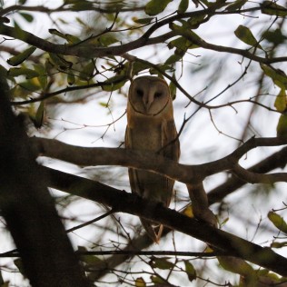 Barn Owl (Lamae Beach, Chumphon - 9/4/22)