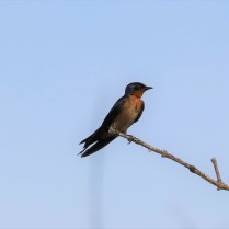 House Swallow (Bang Pu Recreation Centre, Samut Prakan - 14/5/22)