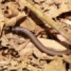 Prachuap Snake Skink, Isopachys anguinoides (Namtok Hui Yang NP, Prachuap Khiri Khan - 14/4/22)