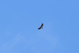 Lesser Fish Eagle (Hala Bala WS, Narathiwat - 8/8/22)