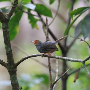Ashy Tailorbird (Yaring Mangroves, Pattani - 10/8/22)