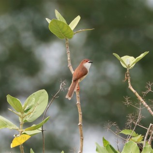 Yellow-eyed Babbler (Phu Plu scrublands, Phetchaburi - 29/5/22)